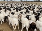 Police have issued an appeal for information after approximately 5,500 sheep worth almost $2 million were stolen from a rural Queensland property.