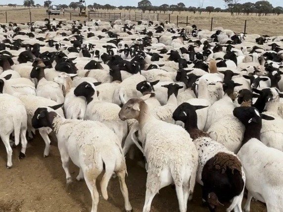 Police have issued an appeal for information after approximately 5,500 sheep worth almost $2 million were stolen from a rural Queensland property.