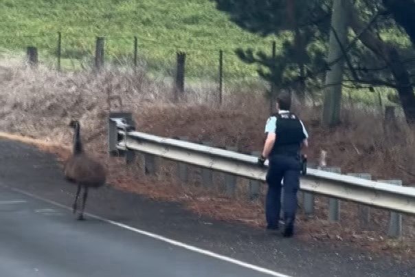 The bizarre pursuit quickly gained international attention after NSW Police shared vision.