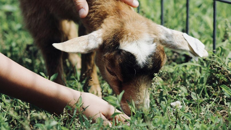 A young girl has died after falling sick after a visit to a petting zoo.