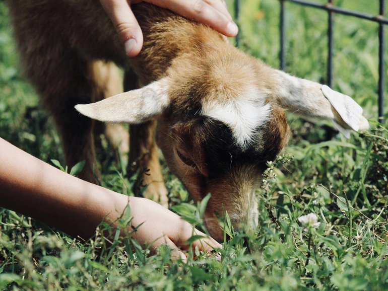 A young girl has died after falling sick after a visit to a petting zoo.