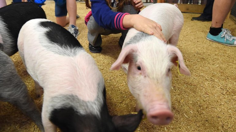 A three-year-old girl has died from a bacterial infection after a visit to a petting farm. (Dan Peled/AAP PHOTOS)