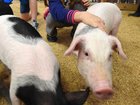 A three-year-old girl has died from a bacterial infection after a visit to a petting farm. (Dan Peled/AAP PHOTOS)