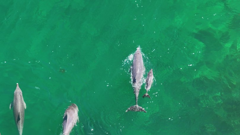 Feeding wild dolphins has been shown to lower reproduction and young survival.