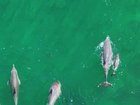 Feeding wild dolphins has been shown to lower reproduction and young survival.