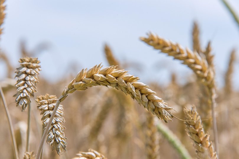 Gluten is a protein found in all types of wheat.
