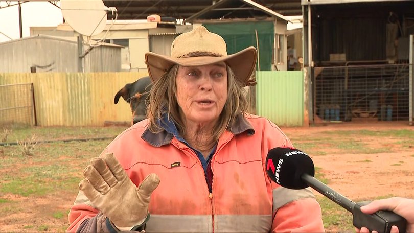 Tania Henley was returning to her station after a shopping trip when she discovered a dishevelled Wilga stranded in the bush.