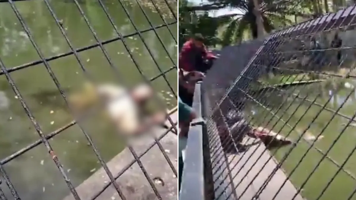 Wildlife worker attacked by crocodile at Adventure Park in Port Moresby, Papua New Guinea Wildlife worker attacked by crocodile at Adventure Park in Port Moresby, Papua New Guinea