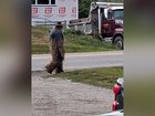 The 'elusive creature' prompted an 'unusually high number of calls' to police.