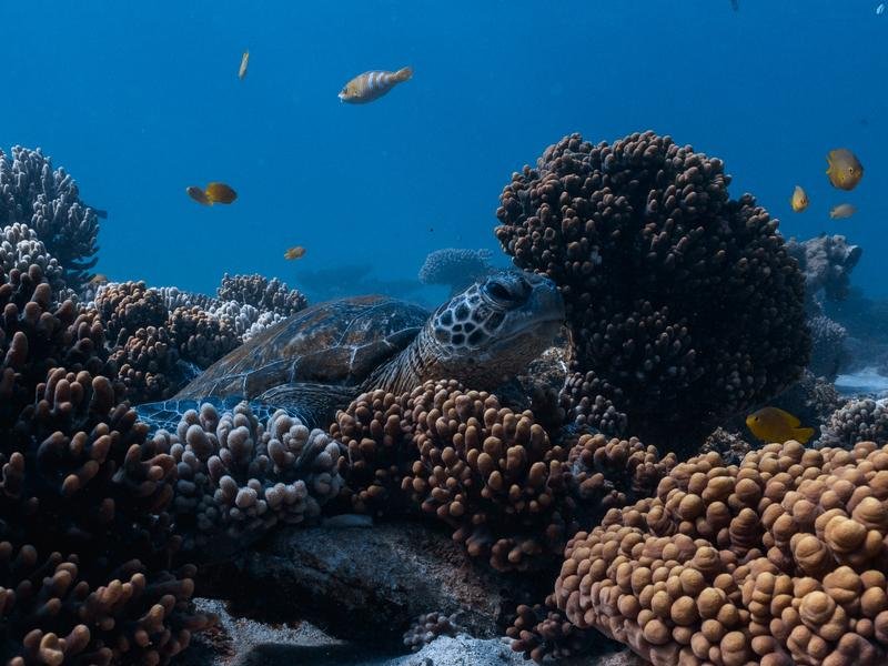 Ningaloo Reef off Western Australia's coast. 