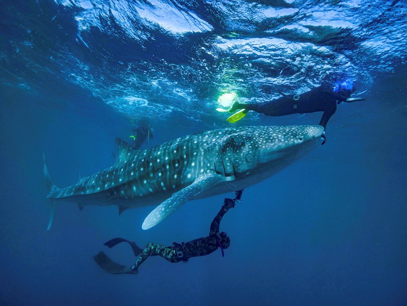 Whale shark off Ningaloo Coast.