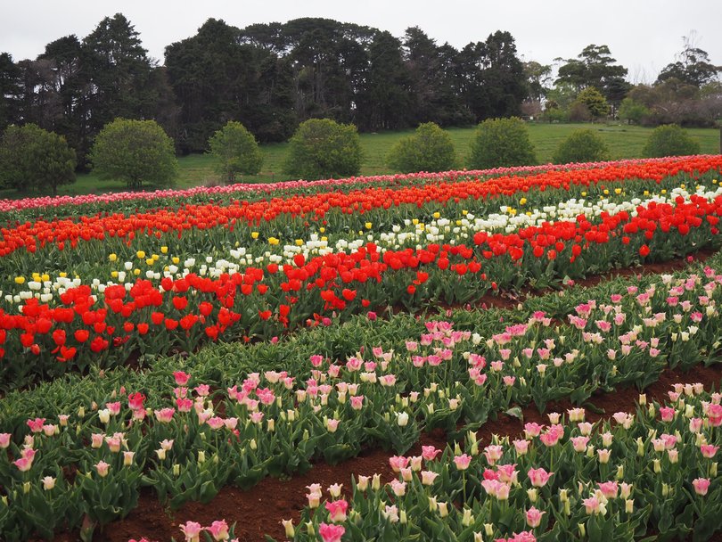 Table Cape Tulip Farm Tasmania