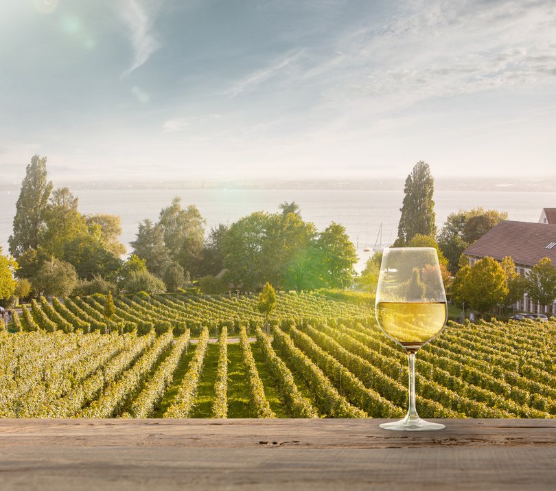 Glass of white wine.