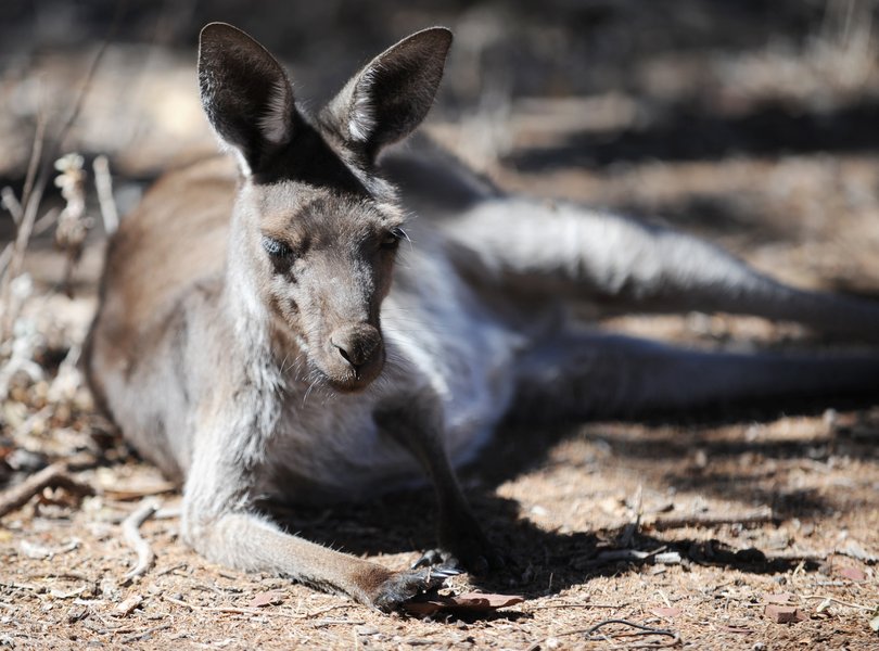 Flinders Ranges, South Australia. 