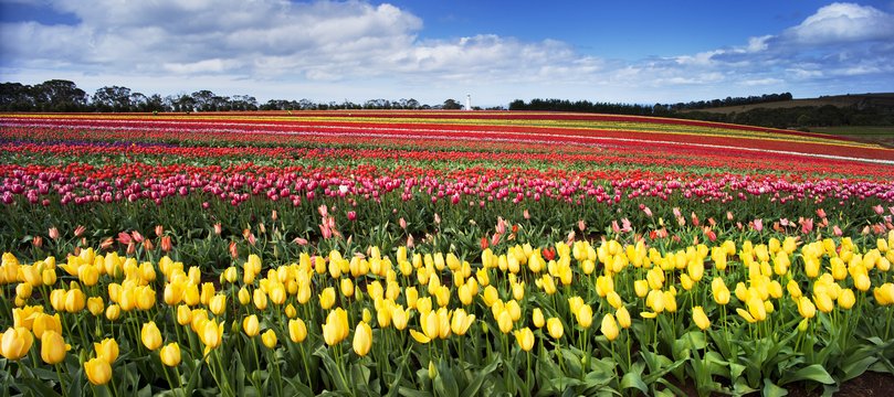 Table Cape Tulip Farm with the bulbs in full flower. 