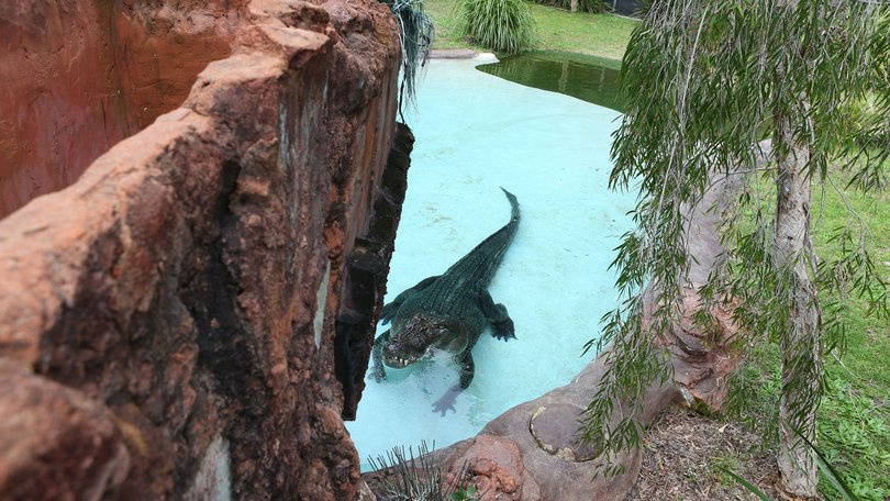 A crocodile in the Perth Zoo enclsoure.