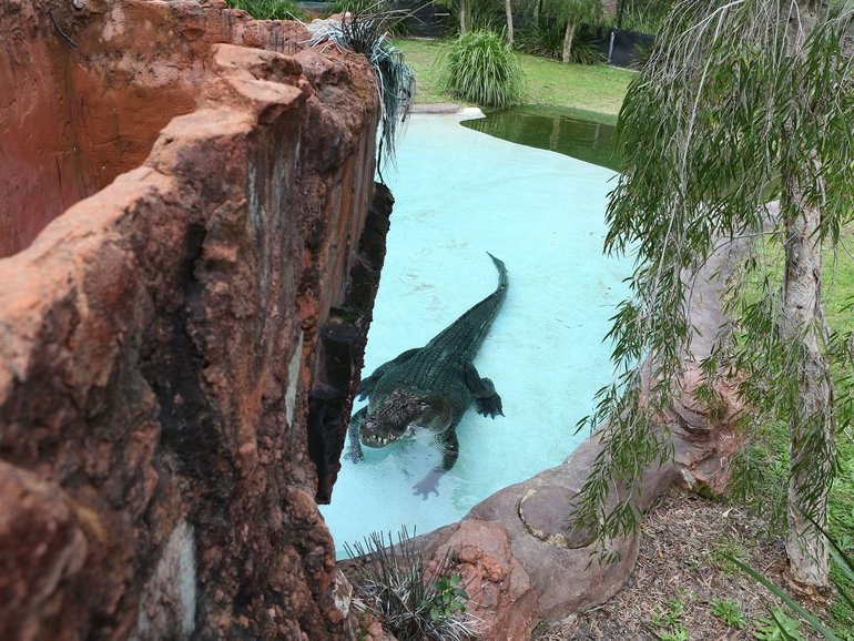 A crocodile in the Perth Zoo enclsoure.