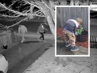 A three-year-old boy’s day spent proudly choosing and planting flowers with his mum has ended in heartbreak after a brazen thief walked into the family’s front yard and stole his favourite pot just hours later.