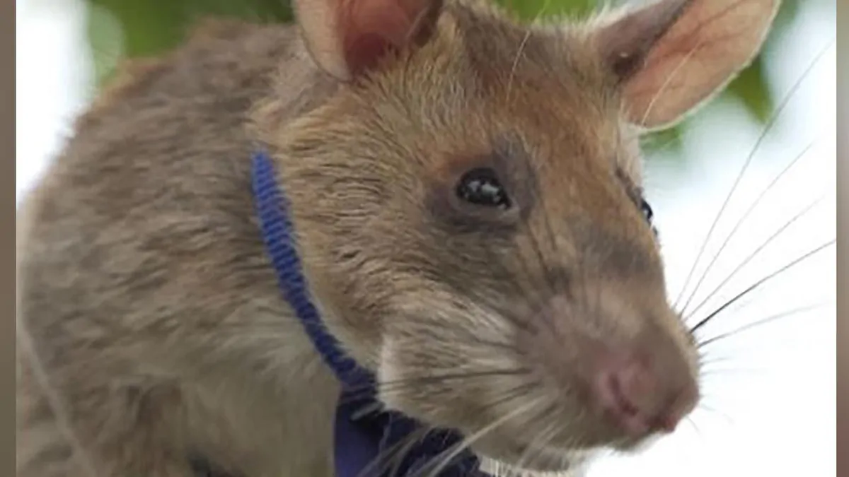 Landmine rats new role in detecting contaminated soil revealed by APOPO professor at CleanUp 2026 conference Landmine rats new role in detecting contaminated soil revealed by APOPO professor at CleanUp 2026 conference