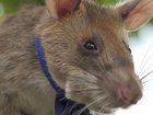 Research has been conducted into training giant African pouched rats to detect contaminated soil. (PR IMAGE PHOTO)