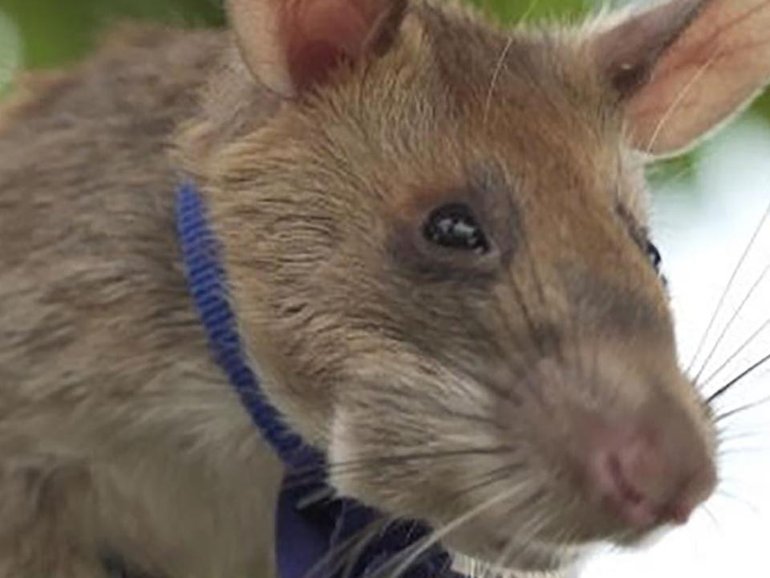 Research has been conducted into training giant African pouched rats to detect contaminated soil. (PR IMAGE PHOTO)