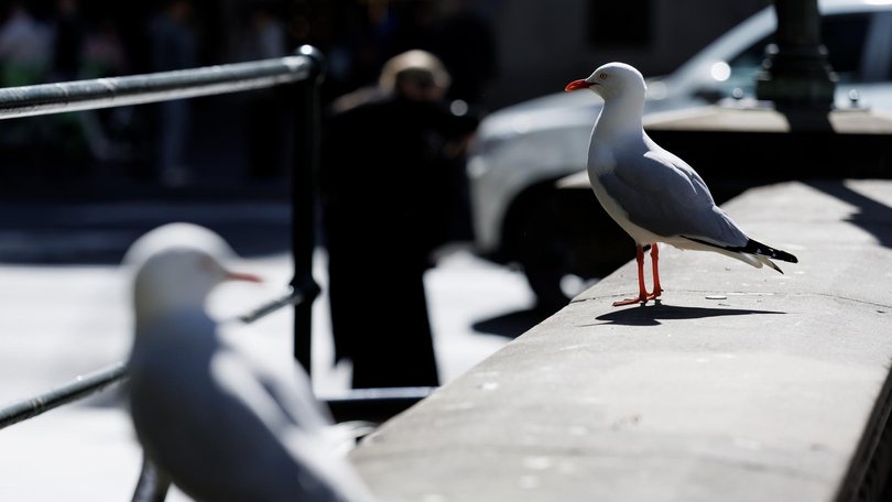 More than 500 confirmed events of H5N1 bird flu in Australia wildlife have been reported by authorities. Picture: NewsWire / Nikki Short