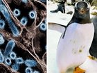 Vaccination plans have been endorsed by state and territory chief veterinary officers for 162 unique species.