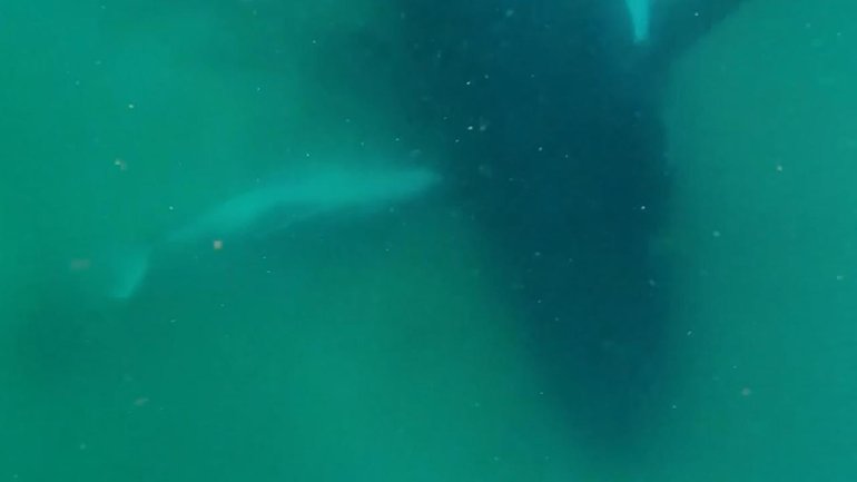 Vision of a humpback whale and her stillborn calf has scientists pondering the mammals' inner lives. (HANDOUT/Griffith University)