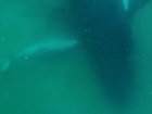 Vision of a humpback whale and her stillborn calf has scientists pondering the mammals' inner lives. (HANDOUT/Griffith University)