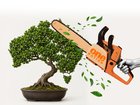 One Nation’s policy is like using a chainsaw to prune a bonsai.