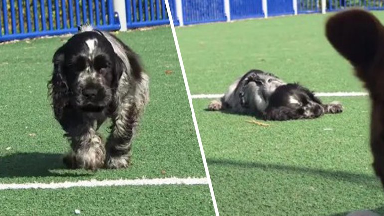 Gosta was just nine weeks old when he collapsed on the journey to his new home — now the narcoleptic puppy is a global TikTok star.