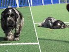 Gosta was just nine weeks old when he collapsed on the journey to his new home — now the narcoleptic puppy is a global TikTok star.