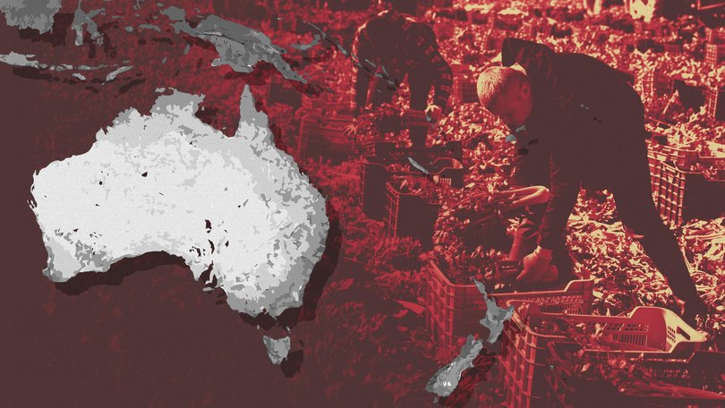 Labor, recruit Pacific islanders