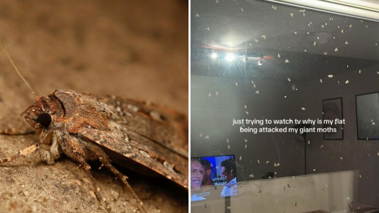 They’re invading homes, hiding in washing and covering cars. Here’s why there are suddenly so many of them.