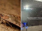 They’re invading homes, hiding in washing and covering cars. Here’s why there are suddenly so many of them.