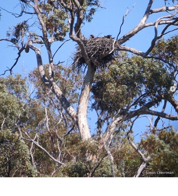 A wedgetail eagle's nest.