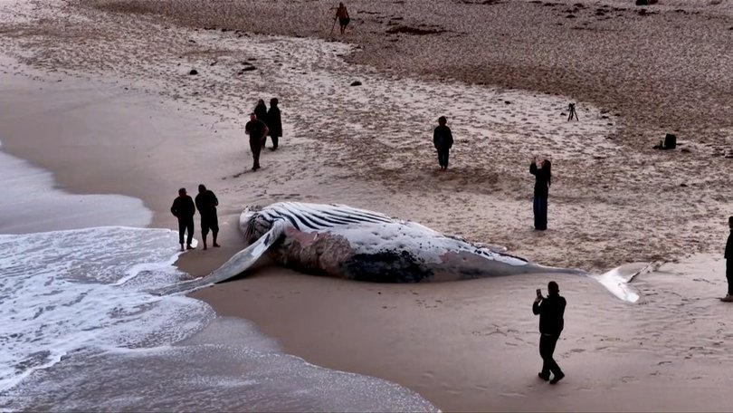 The whale will be removed from City Beach on Wednesday.