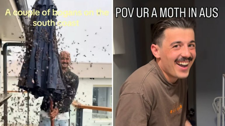 The moth invasion has taken over social media, with hilarious videos and memes capturing encounters with unexpected new housemates.