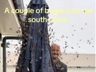 The moth invasion has taken over social media, with hilarious videos and memes capturing encounters with unexpected new housemates.