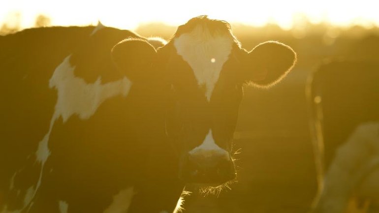 Till the cows come home: daylight saving means disrupted life and an extra hour of work for farmers. 