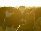 Till the cows come home: daylight saving means disrupted life and an extra hour of work for farmers. 