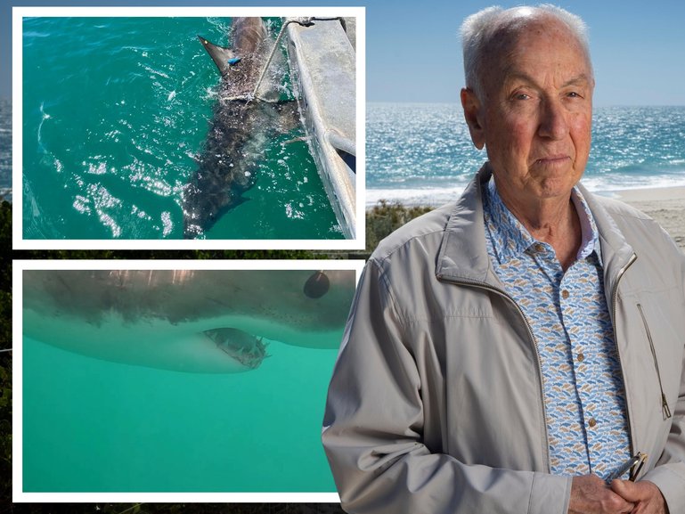 Jim Penn, a retired fisheries scientist with more than 40 years of experience in stock assessment in WA and overseas, is calling for an independent reassessment of the white shark population