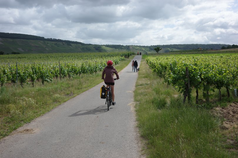 Riding through the heart of the Moselle vineyards.