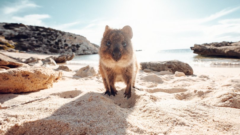Greetings from a Rottnest Island resident.