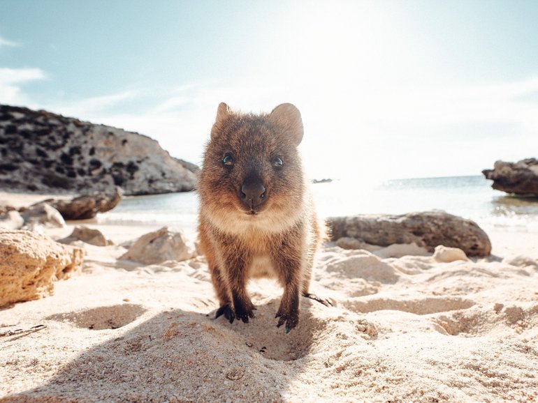Greetings from a Rottnest Island resident.