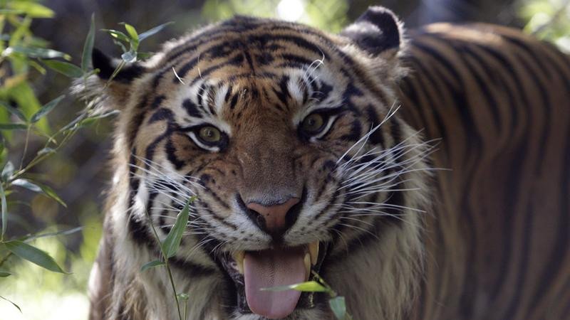 A man has died after entering the tiger enclosure at a UK zoo, police say.
