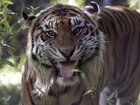 A man has died after entering the tiger enclosure at a UK zoo, police say.