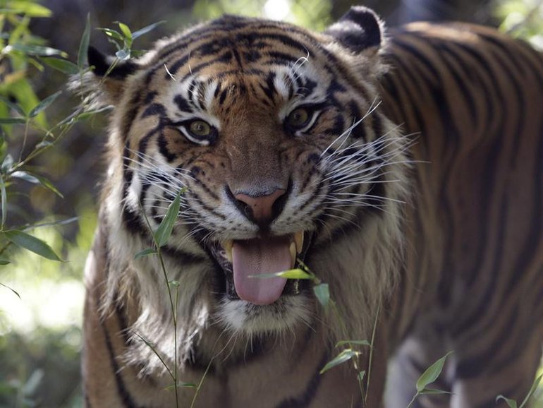 A man has died after entering the tiger enclosure at a UK zoo, police say.