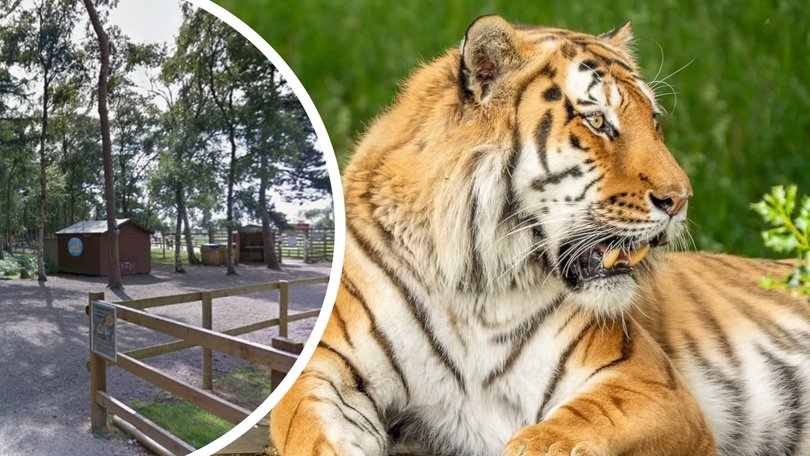 Harrowing details have emerged of the moments before a man leapt into a tiger enclosure at a UK zoo and was mauled to death.