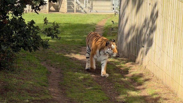 Photos of Altai the tiger seen at 12:30pm at Yorkshire Wildlife Park in UK one hour before the fatal attack, where the undisturbed tiger was doing his own thing and enjoying the weather.